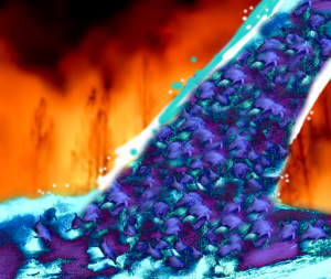 dolphin fire fighters