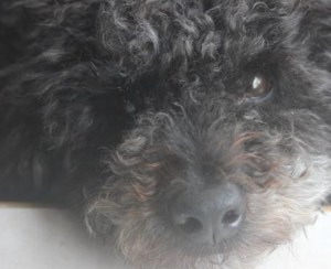 FirefoxScreenSnapz028