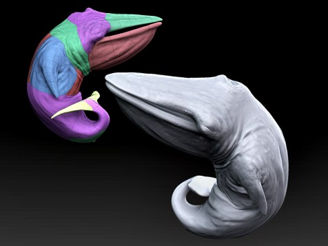 Whale fetus CGI.