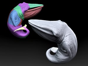 Whale fetus CGI.