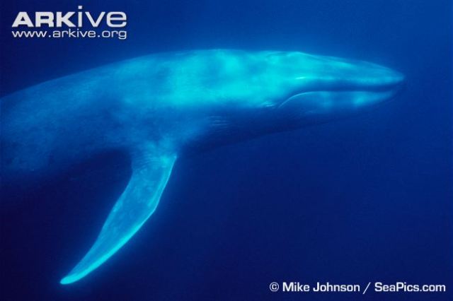 Blue-whale-underwater