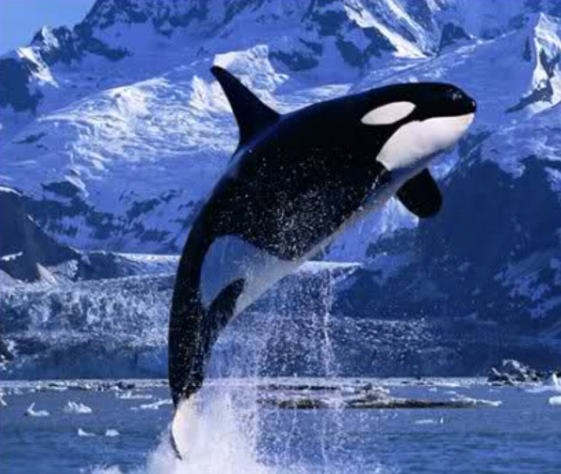 Screen Shot 2018-11-07 at 11.48.41 AM