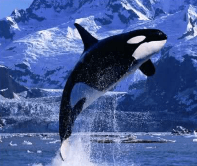 Screen Shot 2018-11-07 at 11.48.41 AM