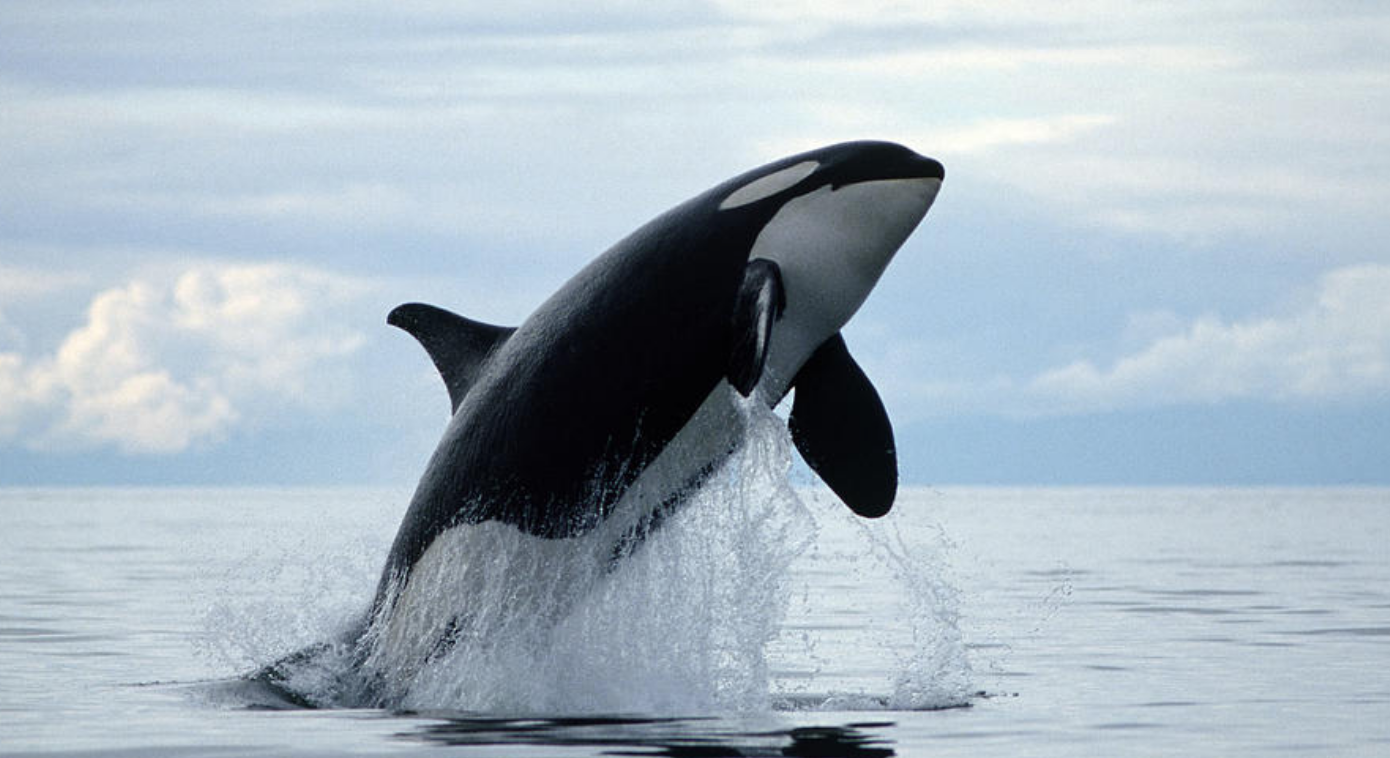 Screen Shot 2018-11-07 at 2.12.27 PM