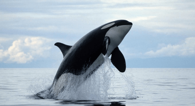 Screen Shot 2018-11-07 at 2.12.27 PM